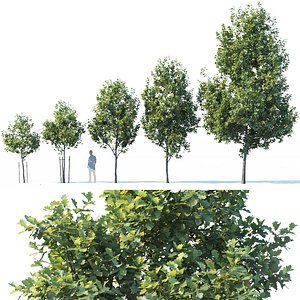 oak trees 3D model