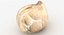 realistic chickpea 3D model