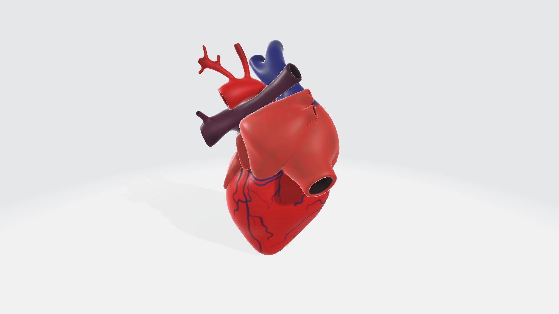 Human heart 3D model https://p.turbosquid.com/ts-thumb/Ky/CLVH2v/bp/humanheart0012/png/1729688907/1920x1080/fit_q87/4bf09d7ccee3724bab44800993d5c08a4cd67a0a/humanheart0012.jpg