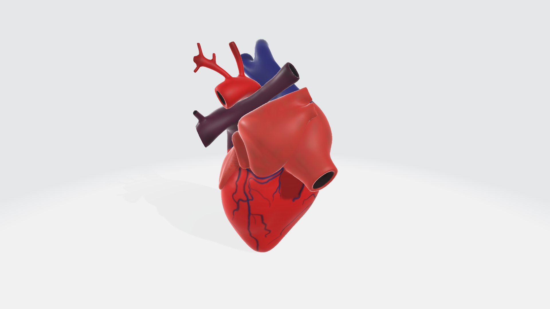 Human heart 3D model https://p.turbosquid.com/ts-thumb/Ky/CLVH2v/ph/humanheart001/png/1729688905/1920x1080/fit_q87/cb869d4fe252f33aaf7ff2cbb54ebc6534fb8f9b/humanheart001.jpg