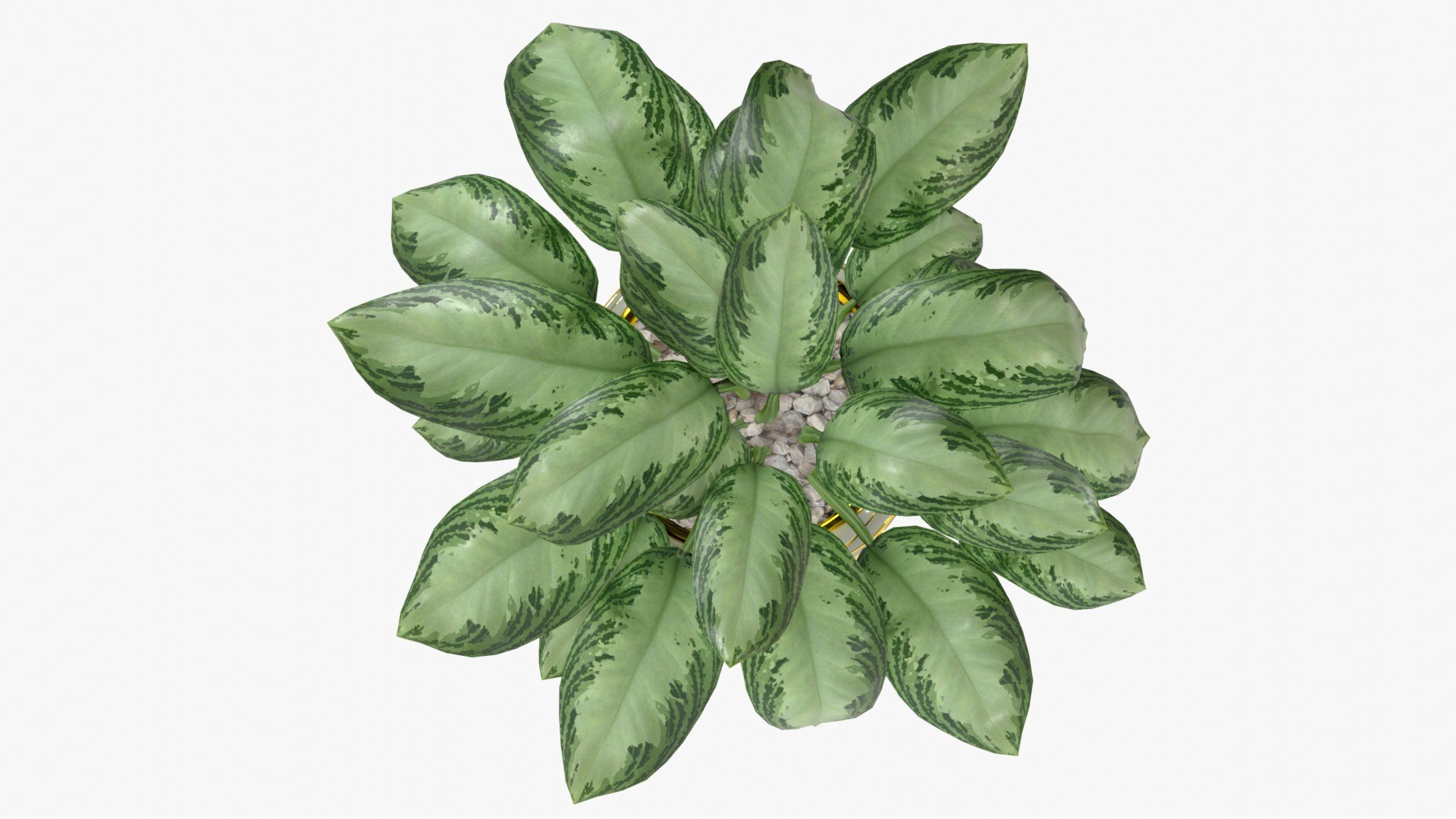 Aglaonema Silver Bay In Ceramic Vase Game Asset 3d Model Turbosquid 2156610 8471