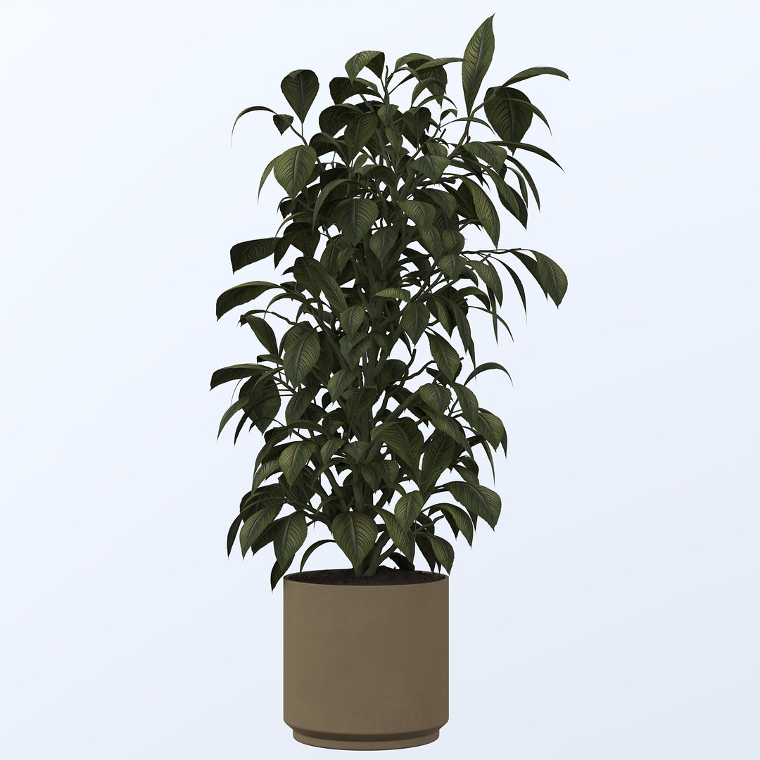 Plants 3D model https://p.turbosquid.com/ts-thumb/Ky/Ja0iQC/0h/5/jpg/1744967597/1920x1080/fit_q87/9647b0739071e664c346d5d58b2b6e2554489ab5/5.jpg