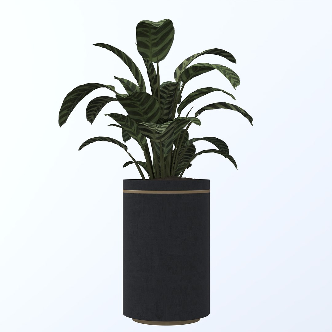 Plants 3D model https://p.turbosquid.com/ts-thumb/Ky/Ja0iQC/0j/4/jpg/1744967596/1920x1080/fit_q87/6d64730d81ec95ead4b49db239ce1fdedf9145fd/4.jpg