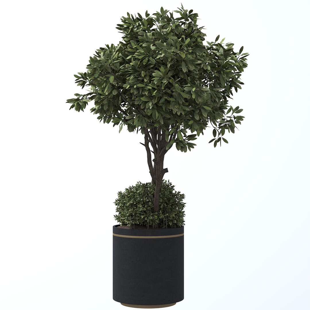 Plants 3D model https://p.turbosquid.com/ts-thumb/Ky/Ja0iQC/Xw/3/jpg/1744967595/1920x1080/fit_q87/eaf59b3d5115b34a728176e1abdf75574036fbcf/3.jpg