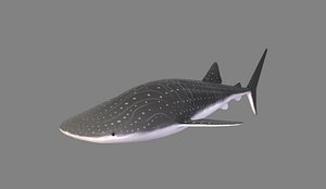 whale shark 3D
