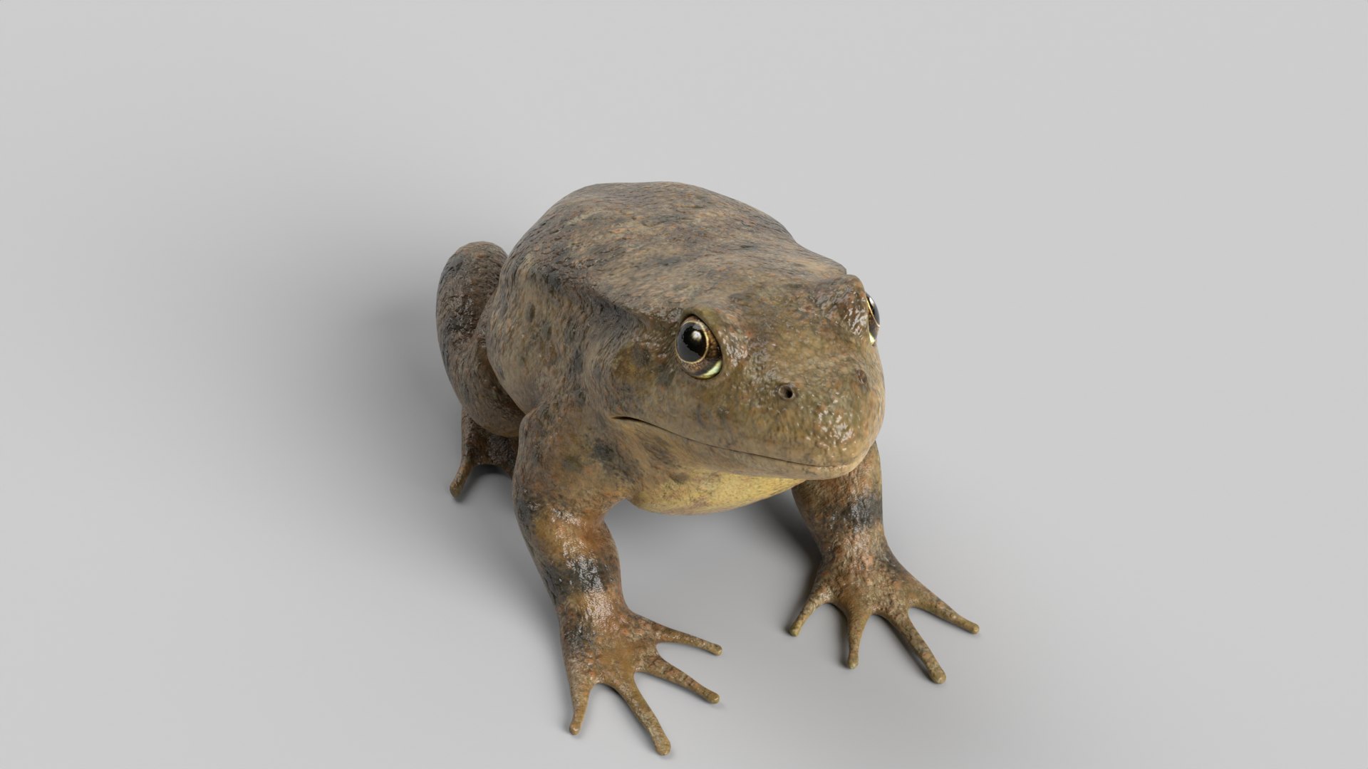 Toad Animated model https://p.turbosquid.com/ts-thumb/Ky/VNq60p/bg/toad_images0016/png/1702924410/1920x1080/fit_q87/bb93811176da5887ef7c66161fa67ed452b77b49/toad_images0016.jpg