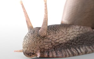 Snail gastropod Rigged