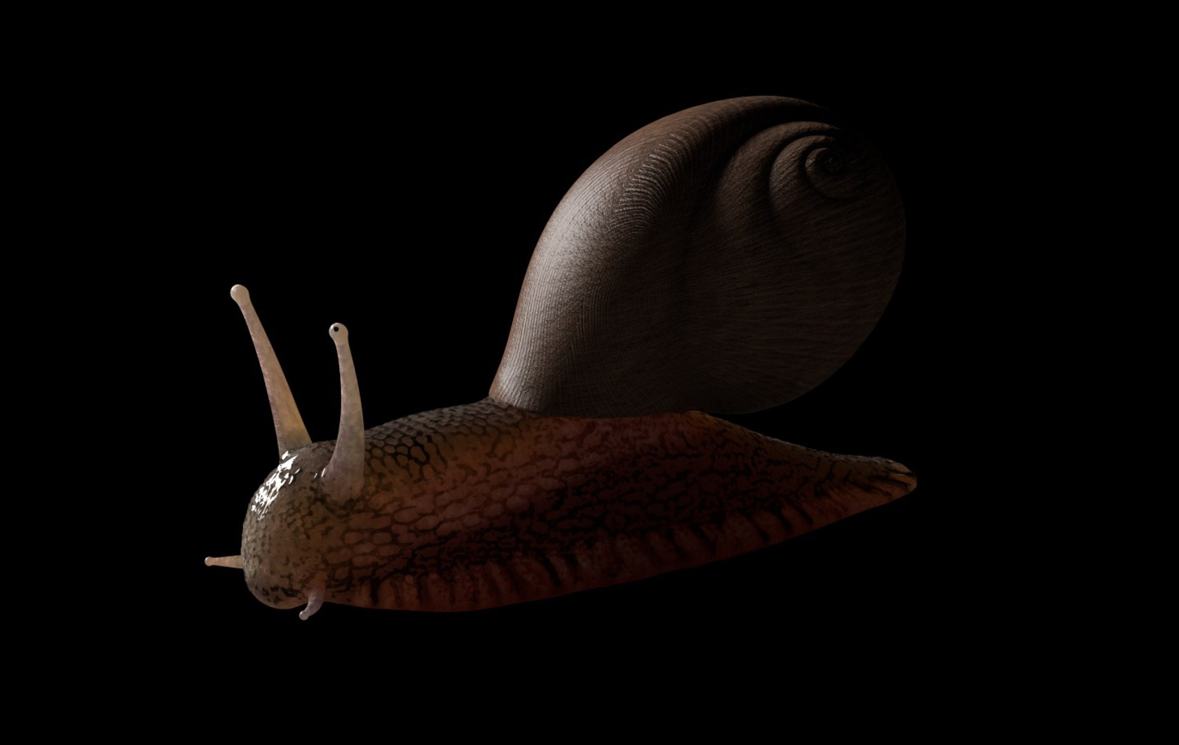 rigged 3D https://p.turbosquid.com/ts-thumb/Ky/WpHvtz/dq1Cve11/snail5/jpg/1586191349/1920x1080/fit_q87/f49067bdd71e3dae231d0d8da8a33946d47f4def/snail5.jpg