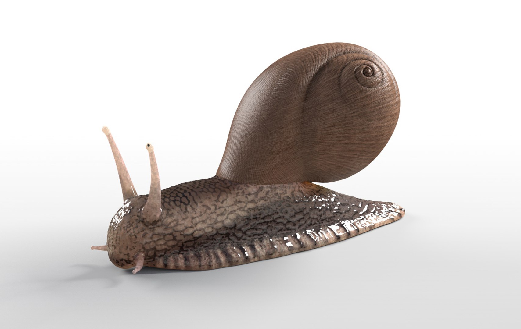 rigged 3D https://p.turbosquid.com/ts-thumb/Ky/WpHvtz/wmCCC7gt/snail4/jpg/1586191349/1920x1080/fit_q87/3530c49b8a0ba5814628551ea1eb4c076e4caf47/snail4.jpg