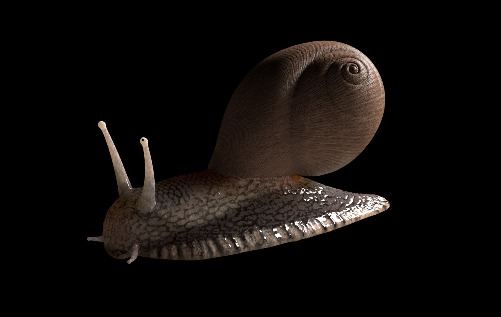 rigged 3D https://p.turbosquid.com/ts-thumb/Ky/WpHvtz/yfdxC5wT/snail6/jpg/1586191349/1920x1080/fit_q87/f2d76f404079de3899f8d15958658ff853ce78f6/snail6.jpg