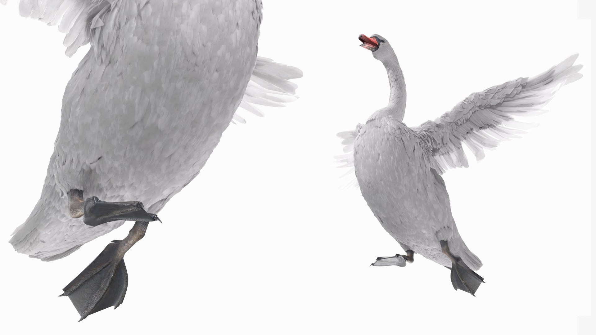 3D White Swan Rigged for Blender https://p.turbosquid.com/ts-thumb/Ky/bOZV5A/s7/white_swan_rigged_for_blender_010/jpg/1762569722/1920x1080/fit_q87/4a9676ebc5abdc5856cf6c91022ed667eb166898/white_swan_rigged_for_blender_010.jpg