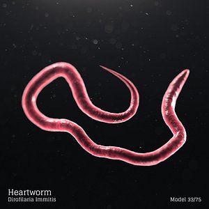 3D model microbes bacteria cells