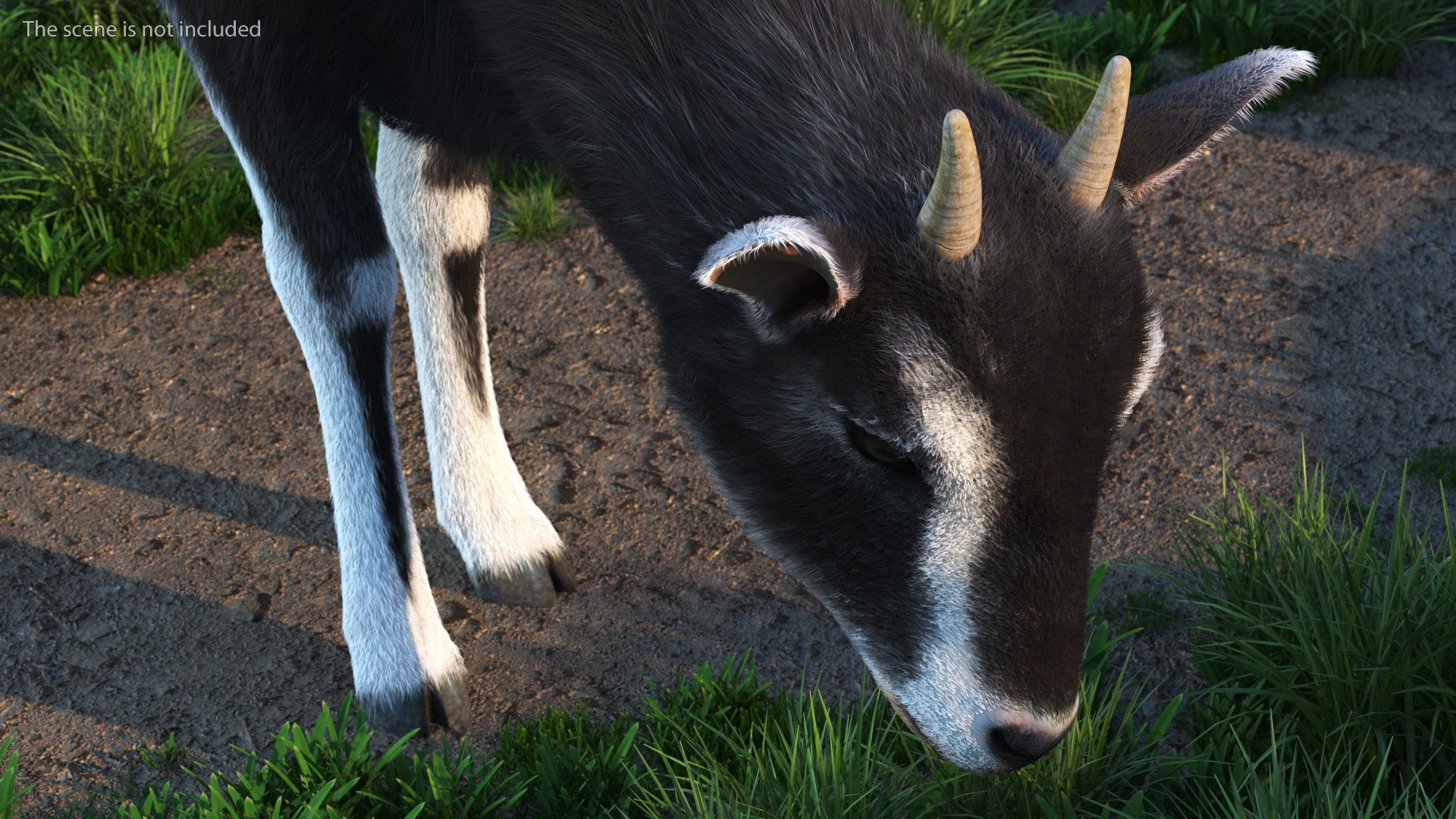 Grazing Goat Black-White Fur 3D model - TurboSquid 1991644