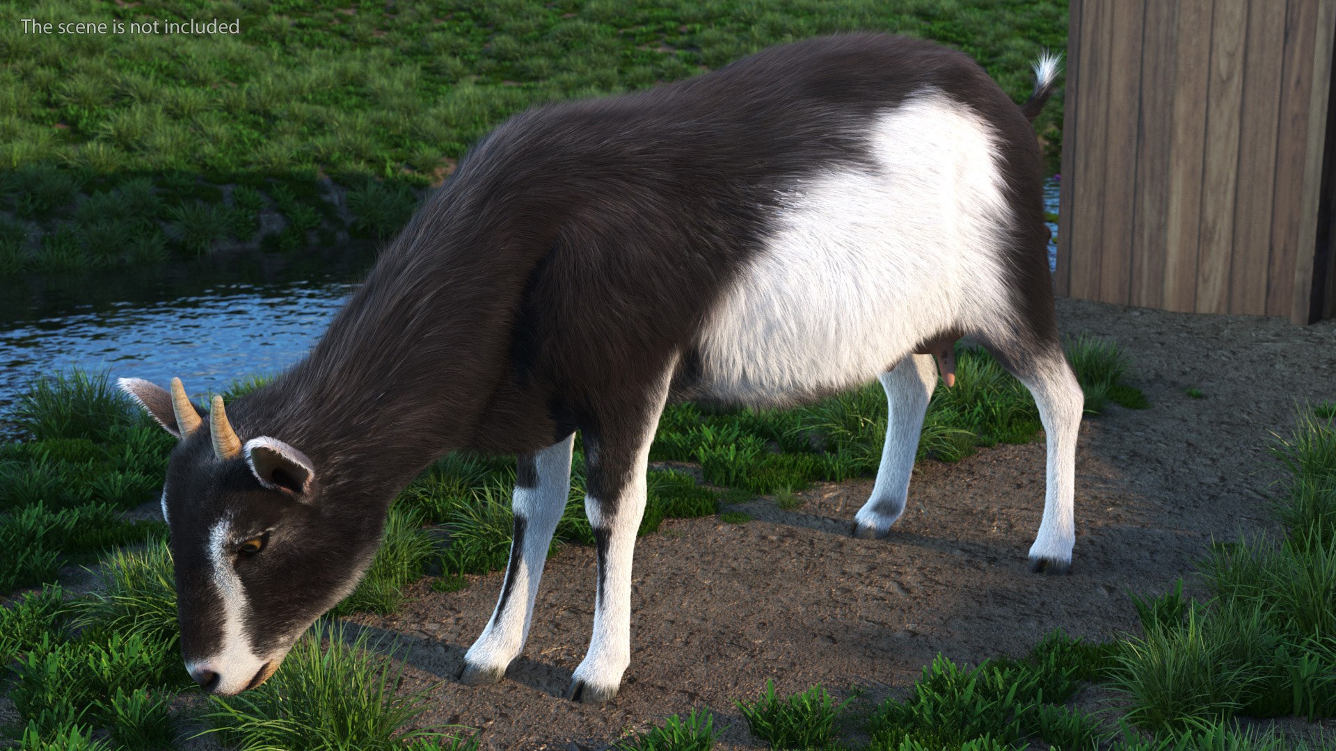 Grazing Goat Black-White Fur 3D Model - TurboSquid 1991644