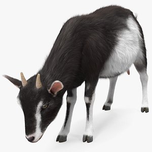 Grazing Goat Black-White Fur 3D model