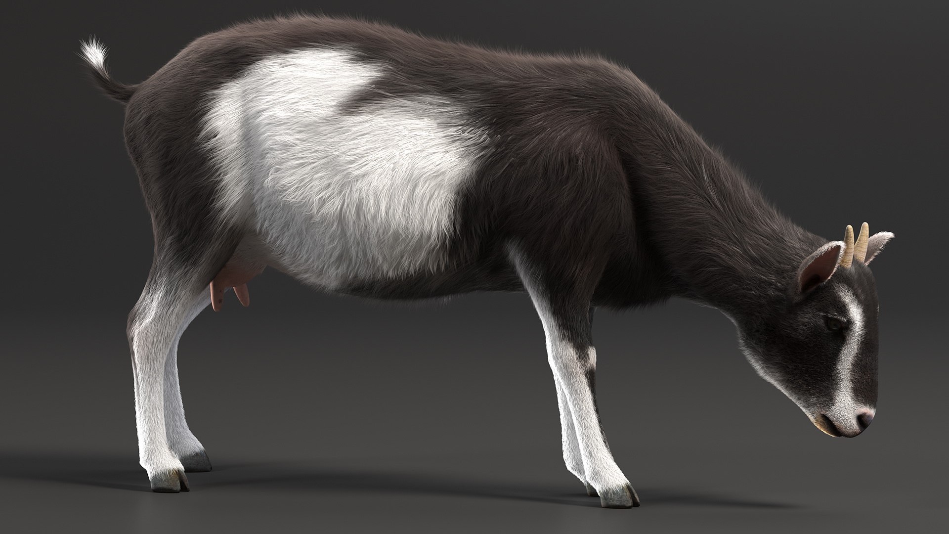 Grazing Goat Black-White Fur 3D Model - TurboSquid 1991644