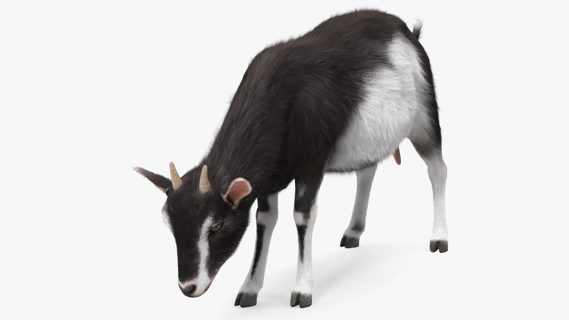 Grazing Goat Black-White Fur 3D model preview