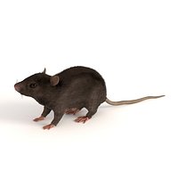 mus musculus