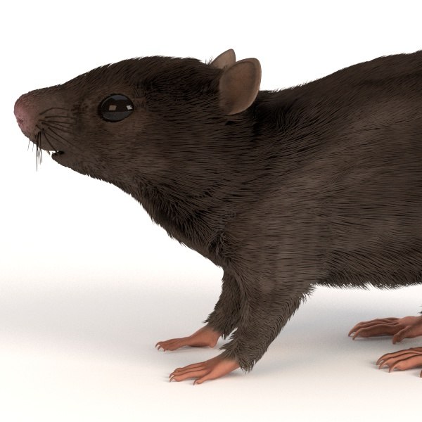 mouse mus musculus 3d 3ds