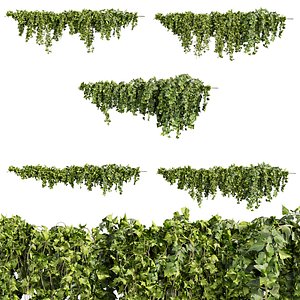 3D plant vol 794 - Hedera - outdoor - ivy