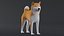 Dog Shiba Inu Low Poly 模型游戏 AR VR