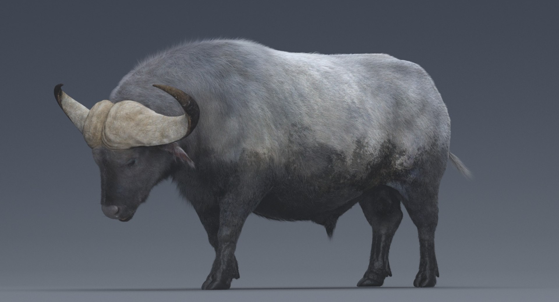 3D African Buffalo Rigged Animations Model - TurboSquid 1279397