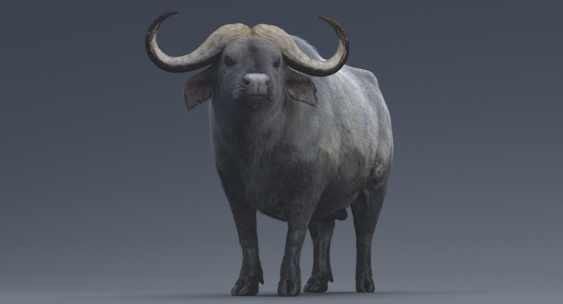 3D African Buffalo Rigged Animations Model - TurboSquid 1279397