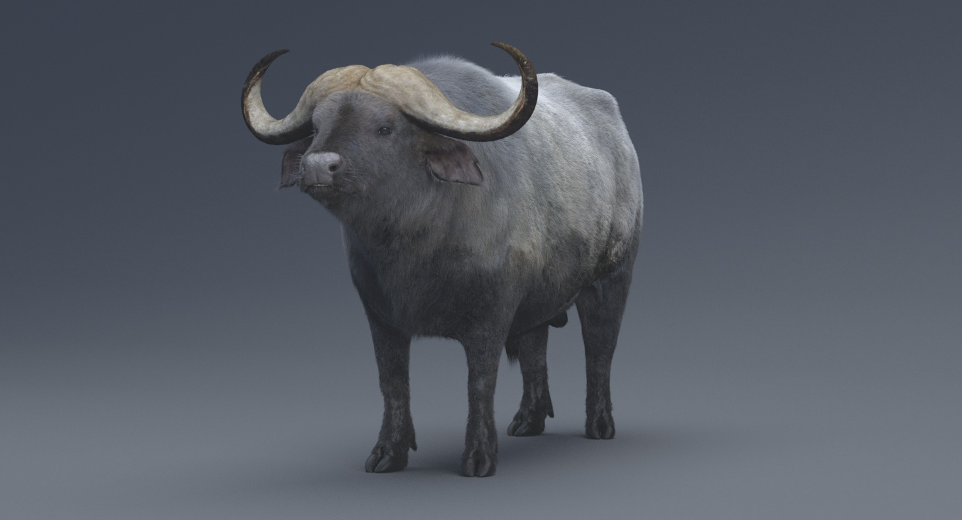 3D African Buffalo Rigged Animations Model - TurboSquid 1279397