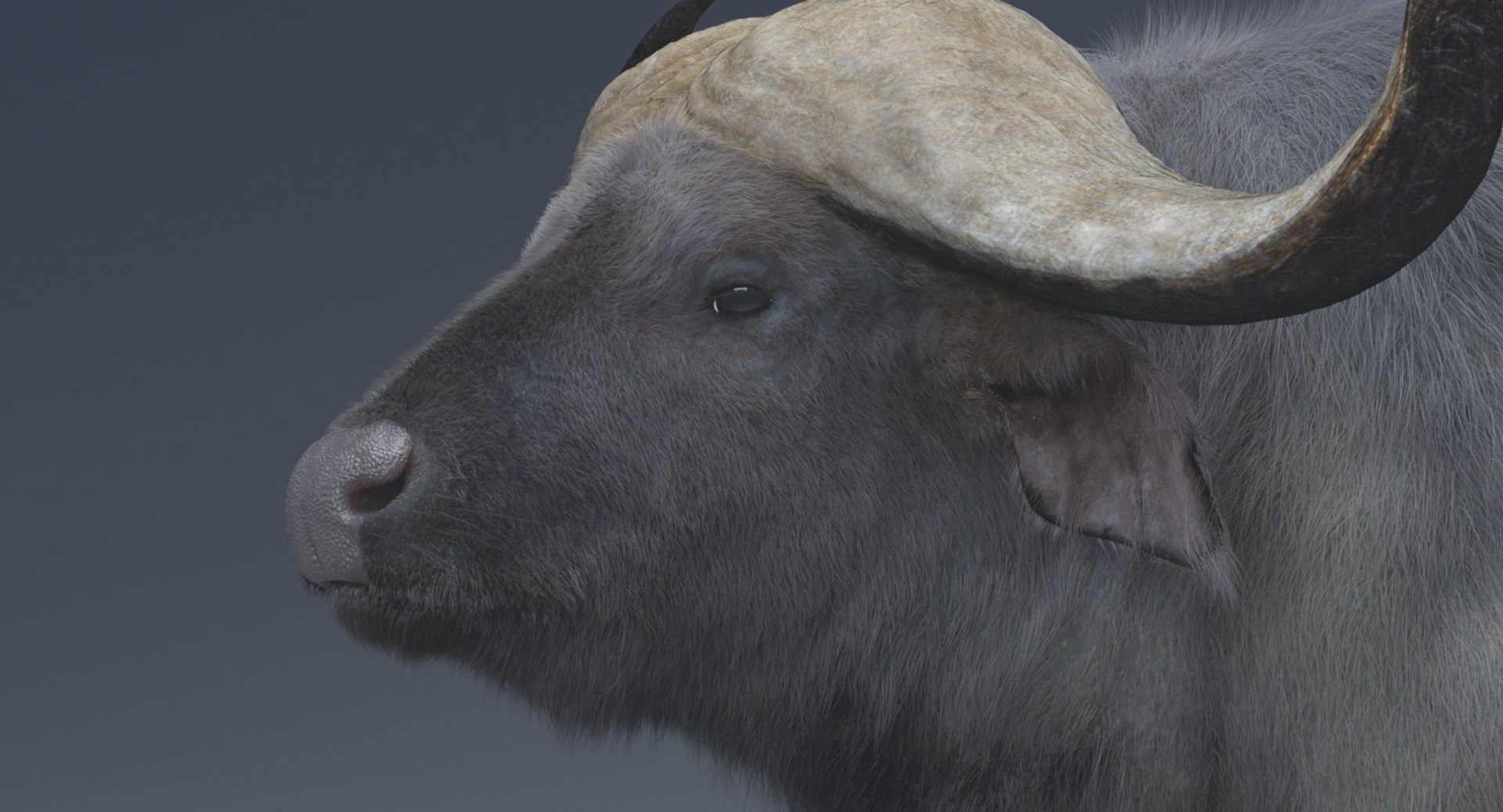 3D African Buffalo Rigged Animations Model - TurboSquid 1279397