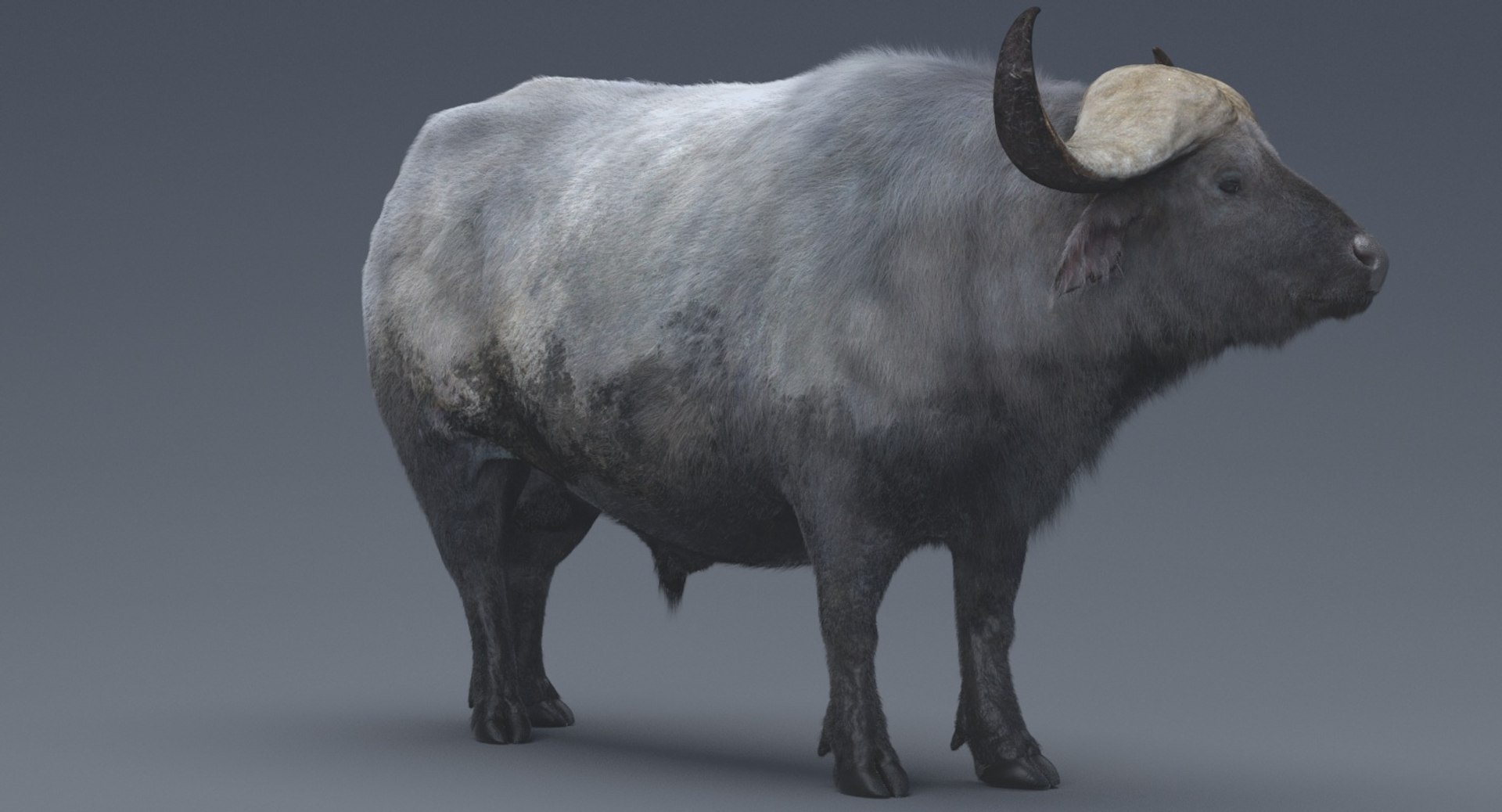 3D African Buffalo Rigged Animations Model - TurboSquid 1279397