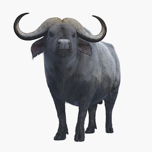 3D african buffalo rigged animations model