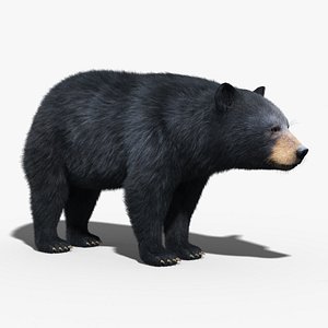 black bear fur 3d max
