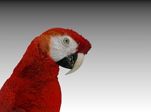 Red Macaw Parrot