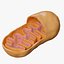 Mitochondria