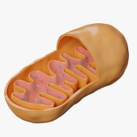 Mitochondria