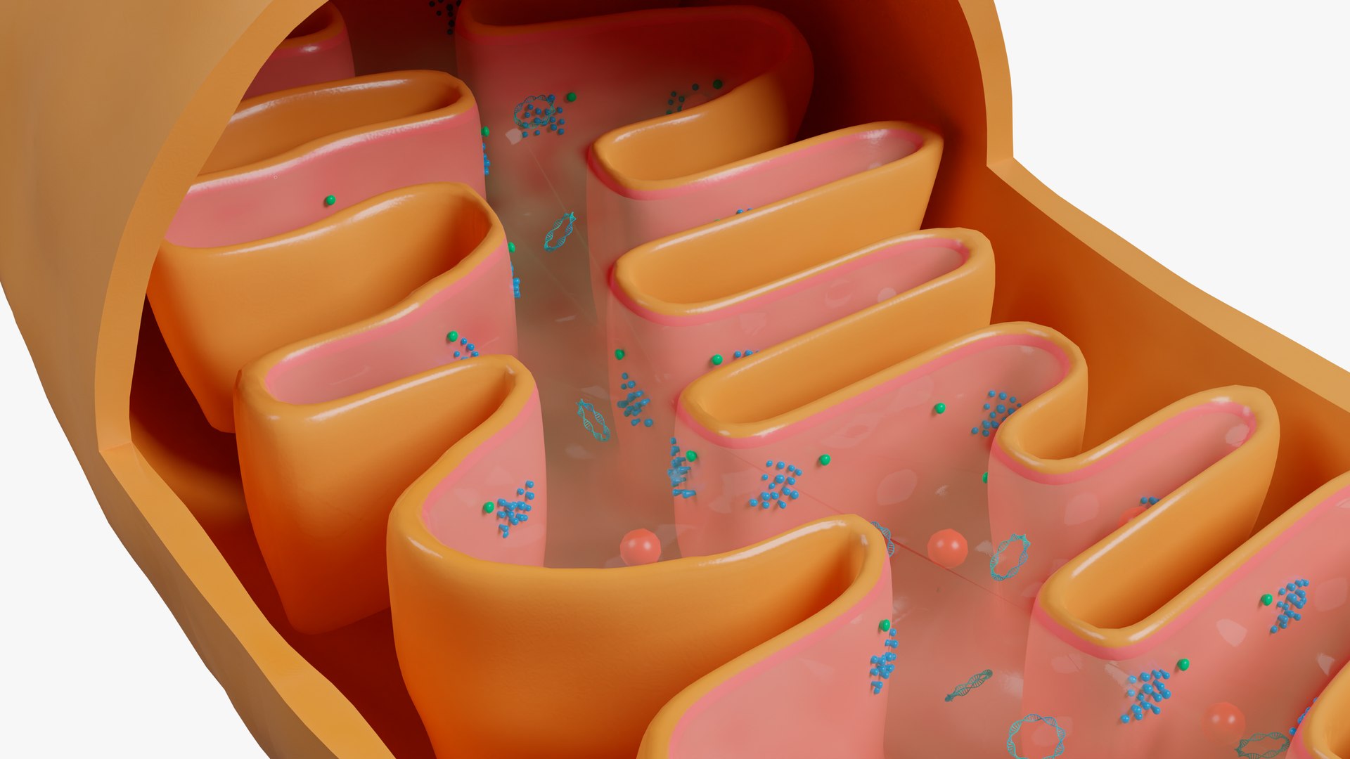 Mitochondria model https://p.turbosquid.com/ts-thumb/Kz/sYC2qG/i8/02/png/1648303405/1920x1080/fit_q87/b763cc04527de3f89d03629584016e94a5c4eb06/02.jpg