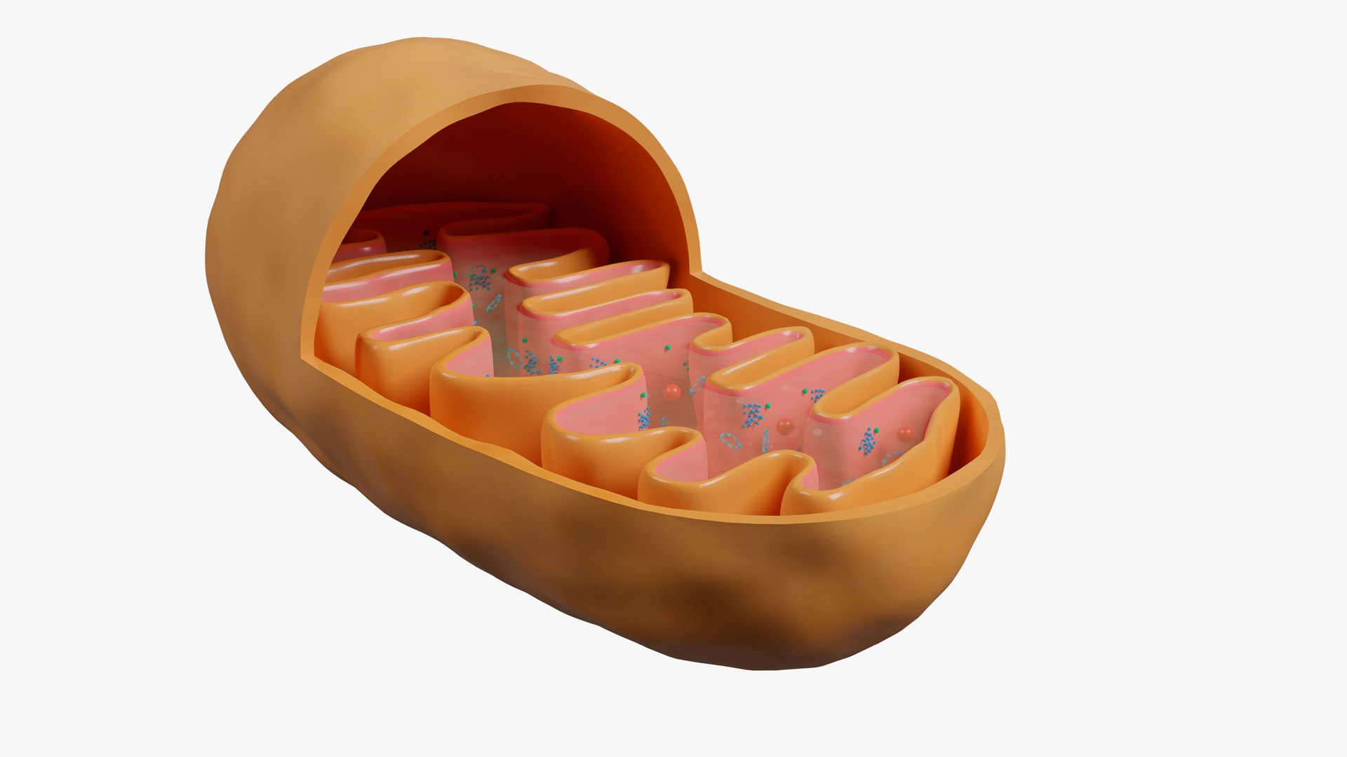 Mitochondria model https://p.turbosquid.com/ts-thumb/Kz/sYC2qG/vb/04/png/1648303402/1920x1080/fit_q87/0f182bca7f976ef73a8e94ab6cbfe03c714fc0b7/04.jpg