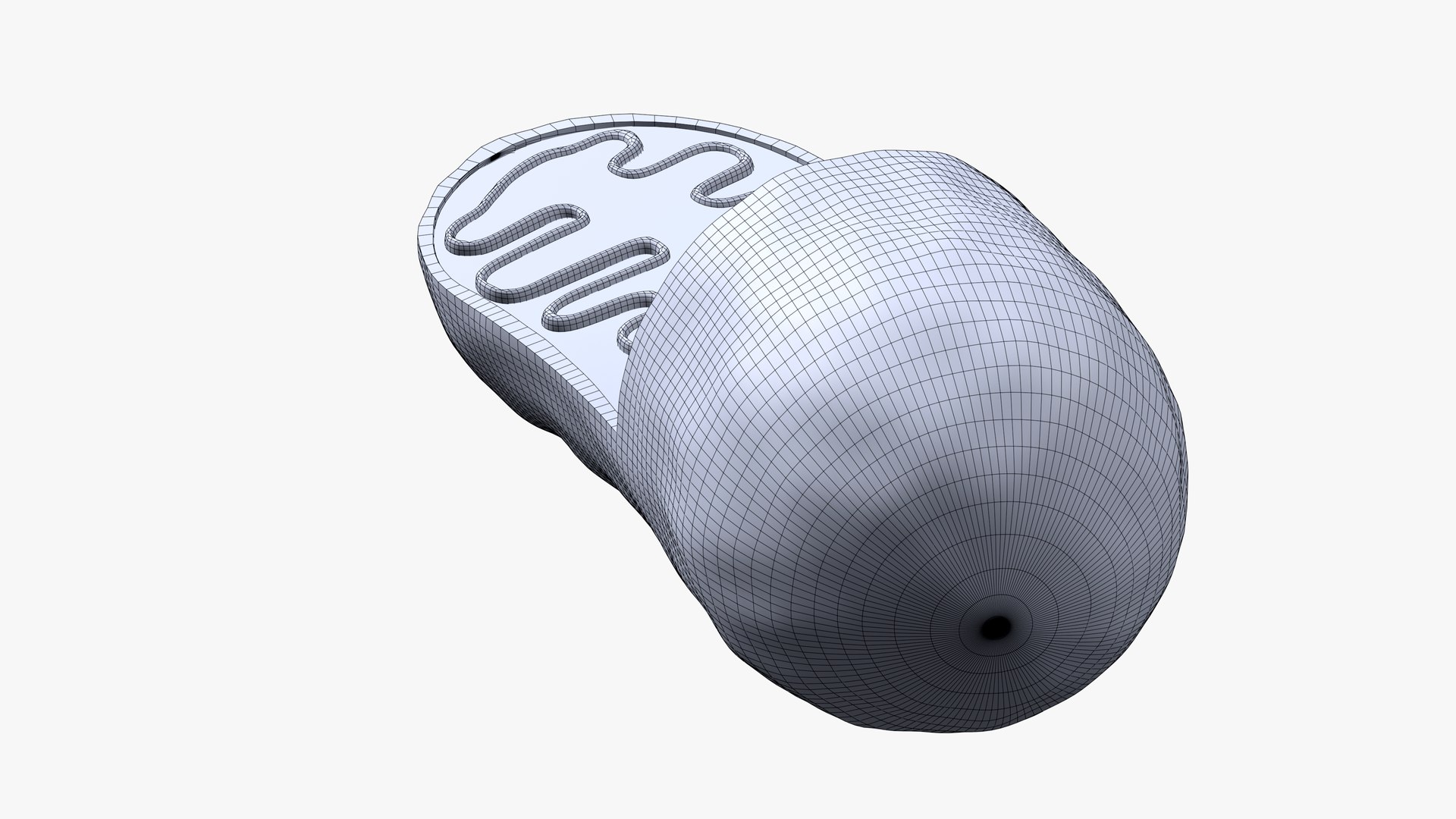 Mitochondria model https://p.turbosquid.com/ts-thumb/Kz/sYC2qG/zX/07/png/1648303402/1920x1080/fit_q87/3eb7193813cd8664c35922899f56dbe2044b7719/07.jpg