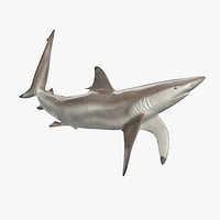 Realistic Spinner Shark Rigged for Cinema 4D