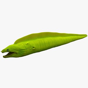 Moray Eel