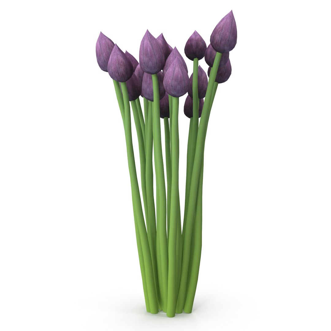 Chives buds 3D model https://p.turbosquid.com/ts-thumb/L0/H3zgXb/2X/7/jpg/1630942382/1920x1080/fit_q87/f3a548fd92fce36f850575cae1c2be18e8098164/7.jpg