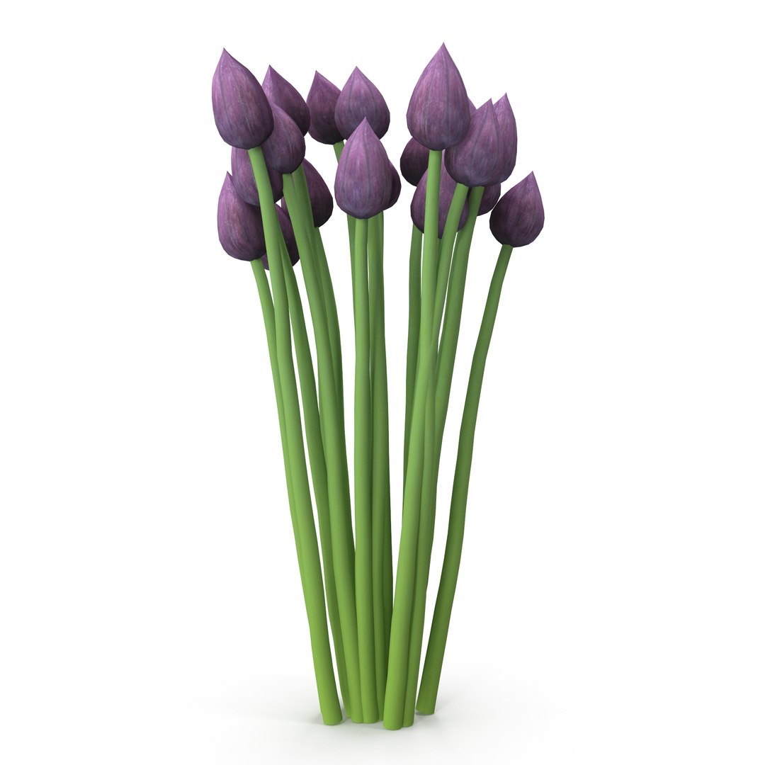 Chives buds 3D model https://p.turbosquid.com/ts-thumb/L0/H3zgXb/DM/6/jpg/1630942383/1920x1080/fit_q87/a8b3842a287a3f6be010247db2acbf3e27c54380/6.jpg