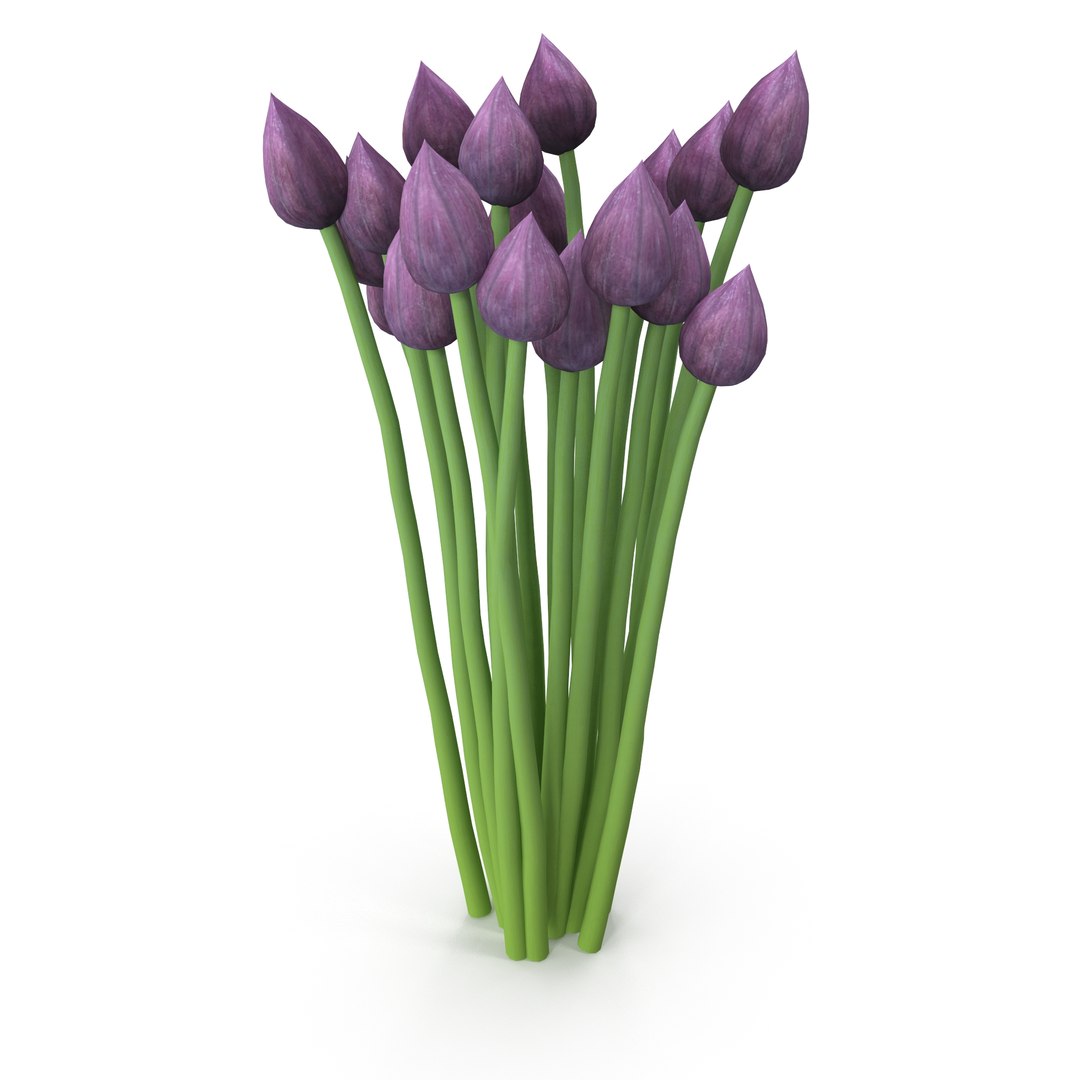 Chives buds 3D model https://p.turbosquid.com/ts-thumb/L0/H3zgXb/Hc/2/jpg/1630942383/1920x1080/fit_q87/a0deae1b4e96f2720e5c84e501711cd81117e857/2.jpg