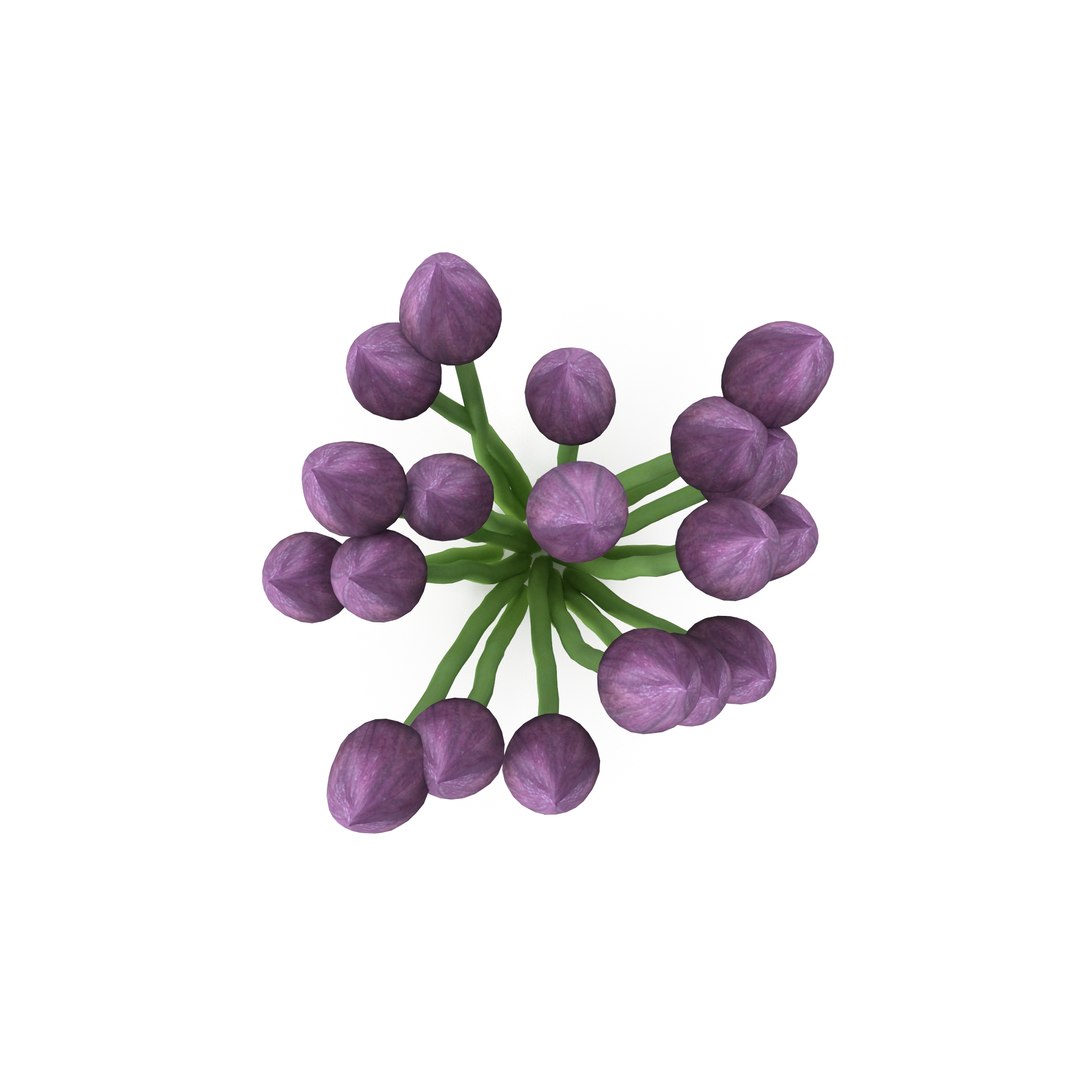 Chives buds 3D model https://p.turbosquid.com/ts-thumb/L0/H3zgXb/OI/3/jpg/1630942382/1920x1080/fit_q87/88d5af560f27045cba76d9f6e015b9a7e802105c/3.jpg
