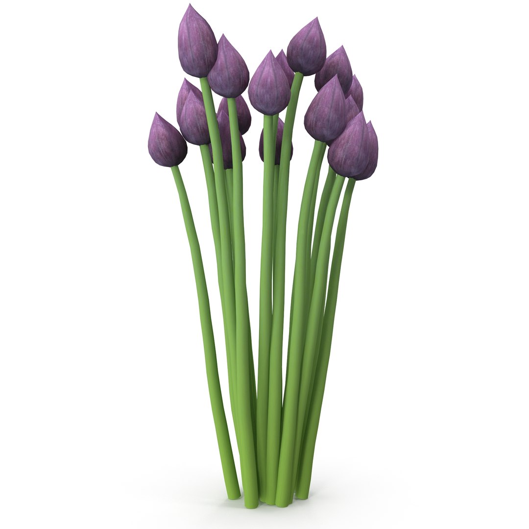 Chives buds 3D model https://p.turbosquid.com/ts-thumb/L0/H3zgXb/is/5/jpg/1630942384/1920x1080/fit_q87/409ff4ad18dbc5bf64ce7aa5f03814e9b429deb8/5.jpg