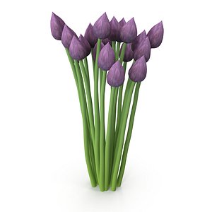 Chives buds 3D model