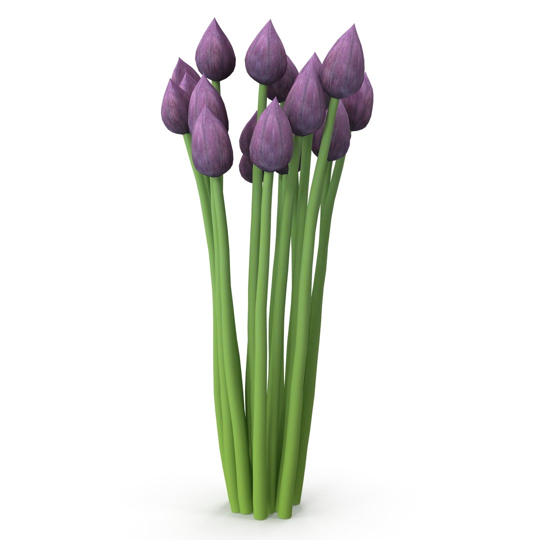 Chives buds 3D model https://p.turbosquid.com/ts-thumb/L0/H3zgXb/tq/4/jpg/1630942383/1920x1080/fit_q87/61d2da17167f5bffbbe57e5f3b1292ca43d51605/4.jpg