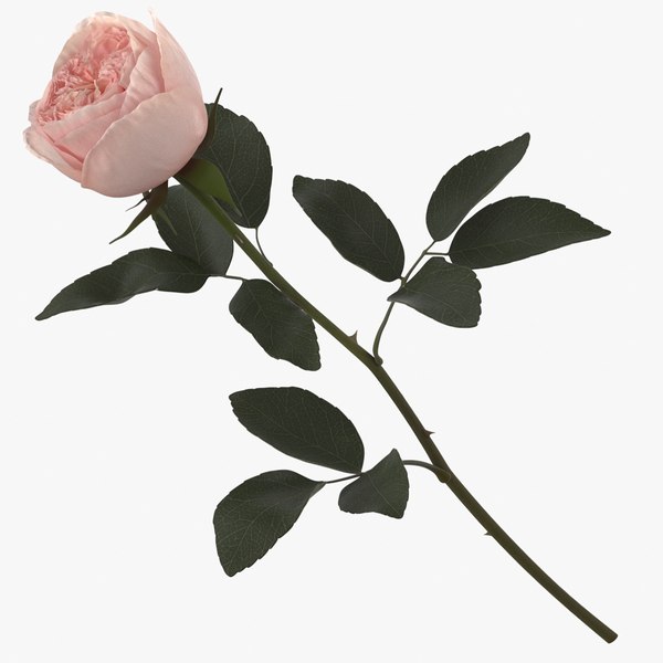 modelo 3d Rosa de jardín - TurboSquid 1592521
