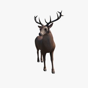 3D Deer model