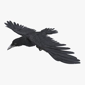 3D soars common raven rigged